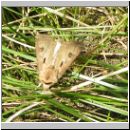 Agrotis exclamationis - Gemeine Graseule 01.jpg